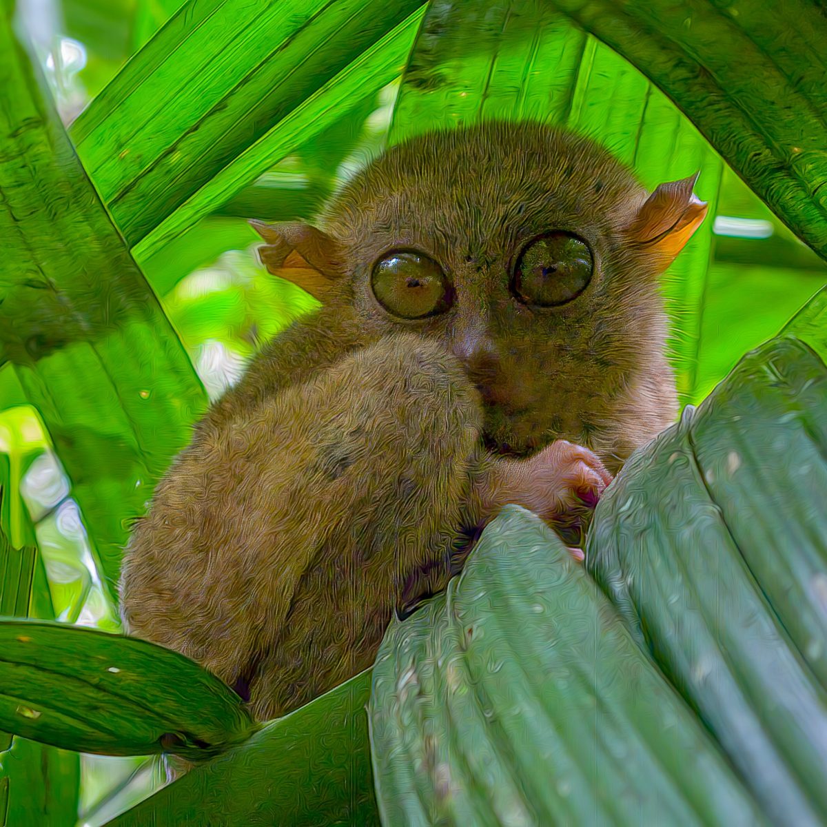Pygmy Tarsier
