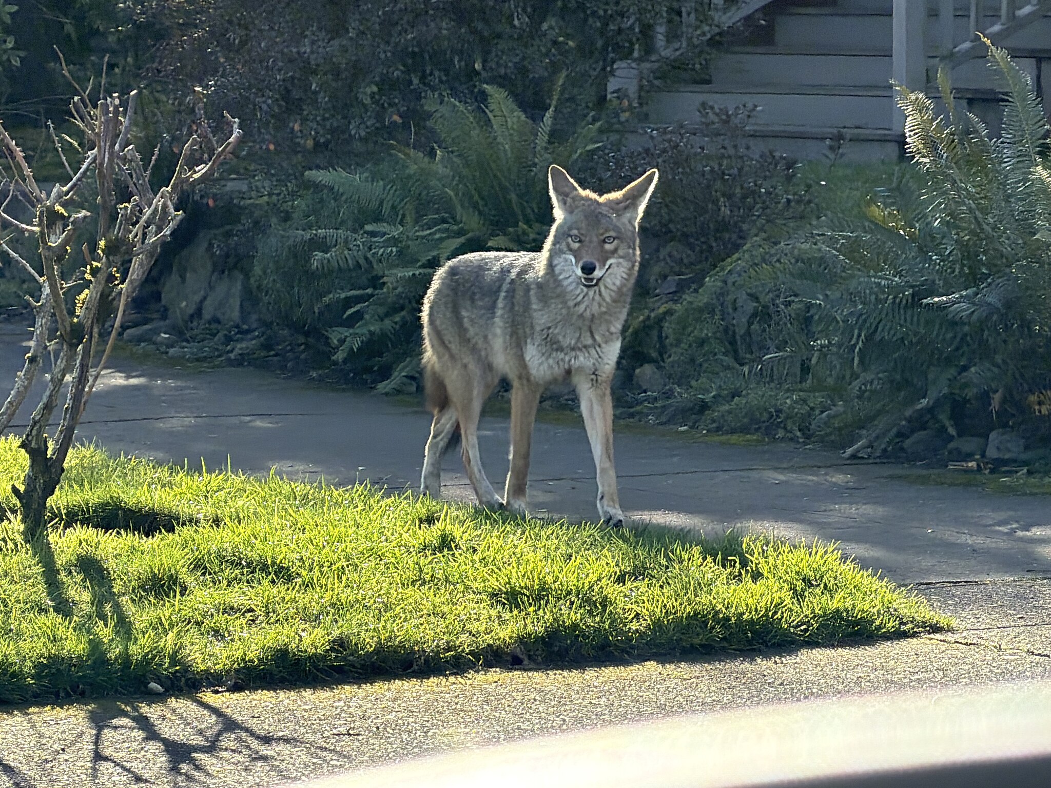 Coyote