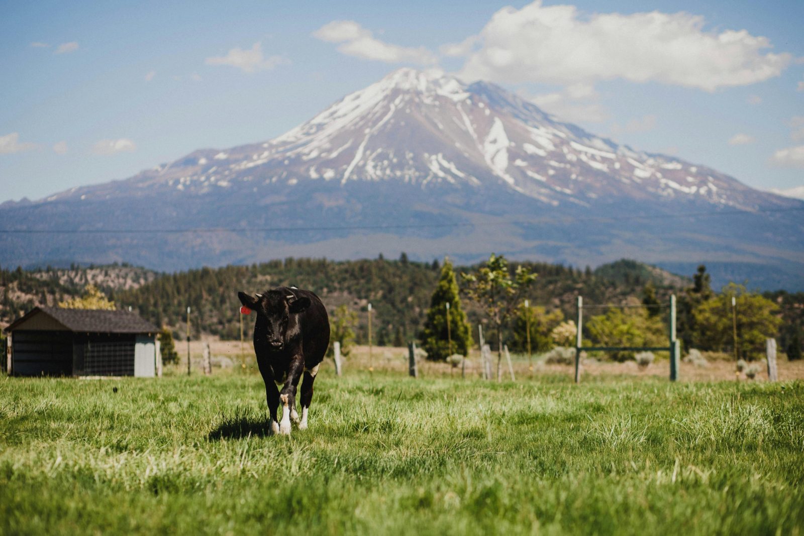 A cow grazes peacefully in a pasture with Mount Shasta in the background under a sunny sky.