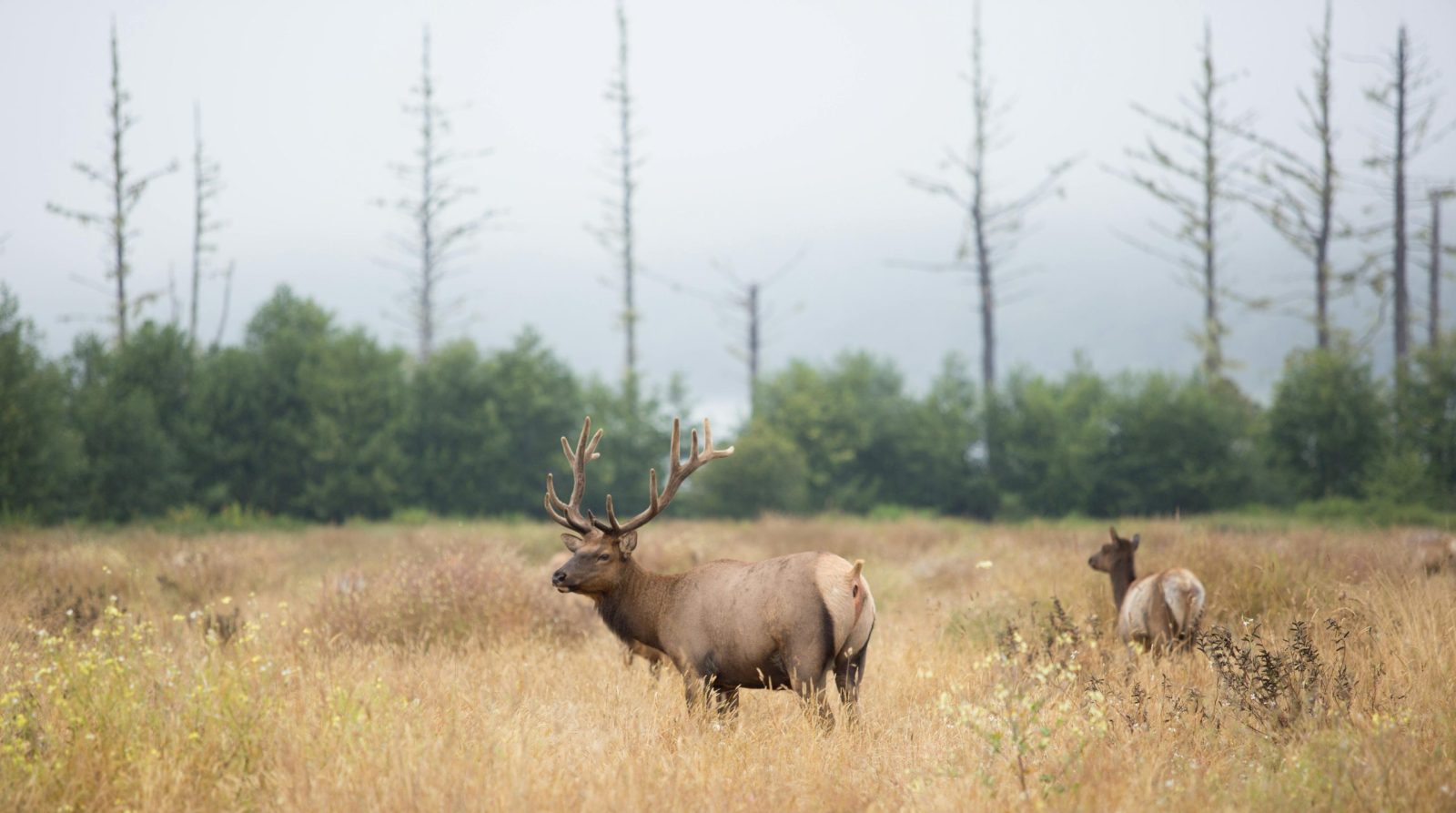 Elk in Nebraska