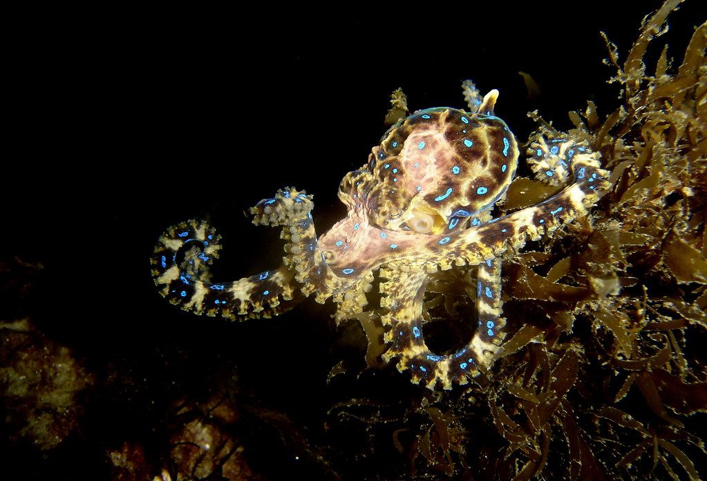 taiki-ishikawa-w6EMxsk8CDA-unsplash Blue Ring Octopus