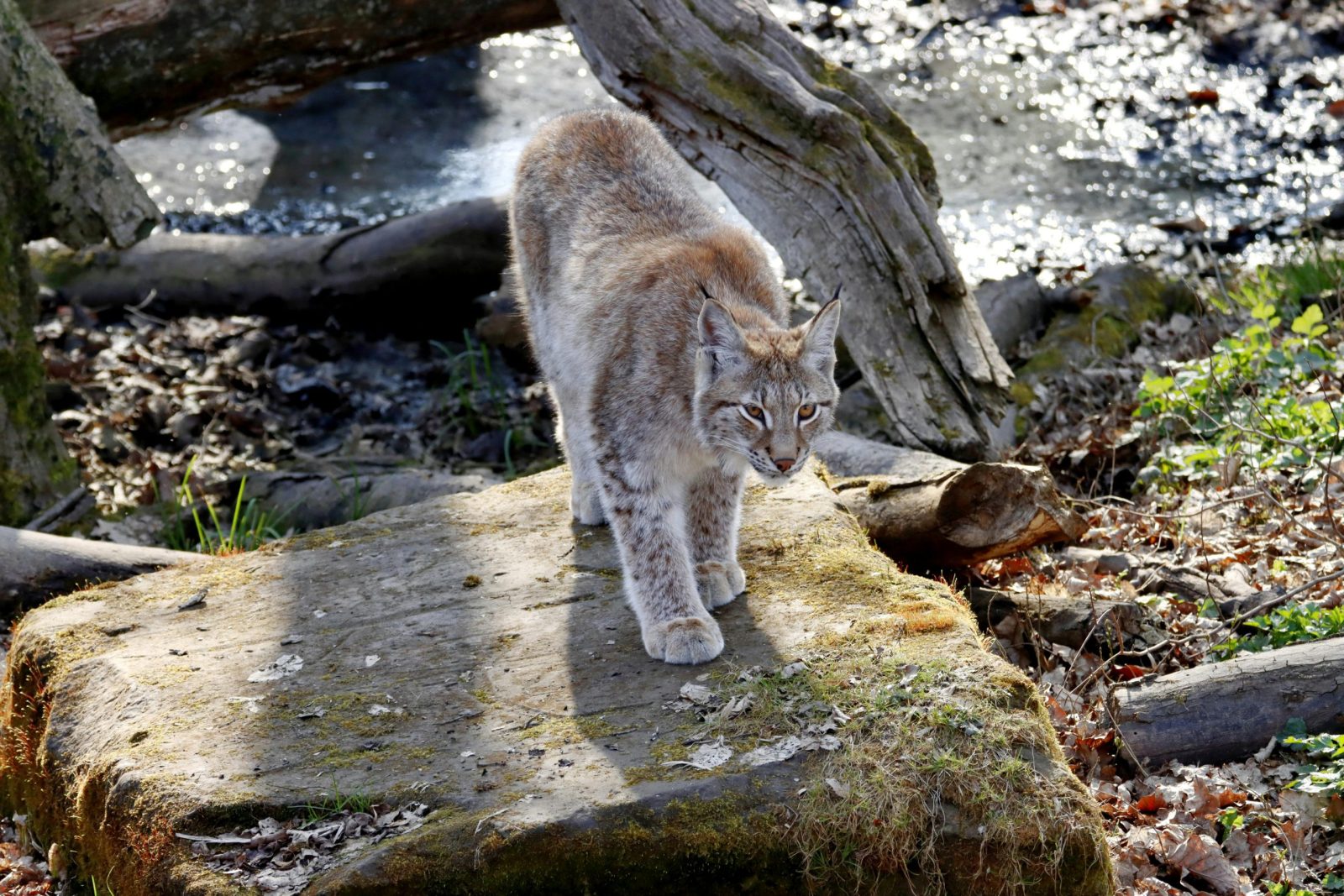 Bobcat in Connecticut