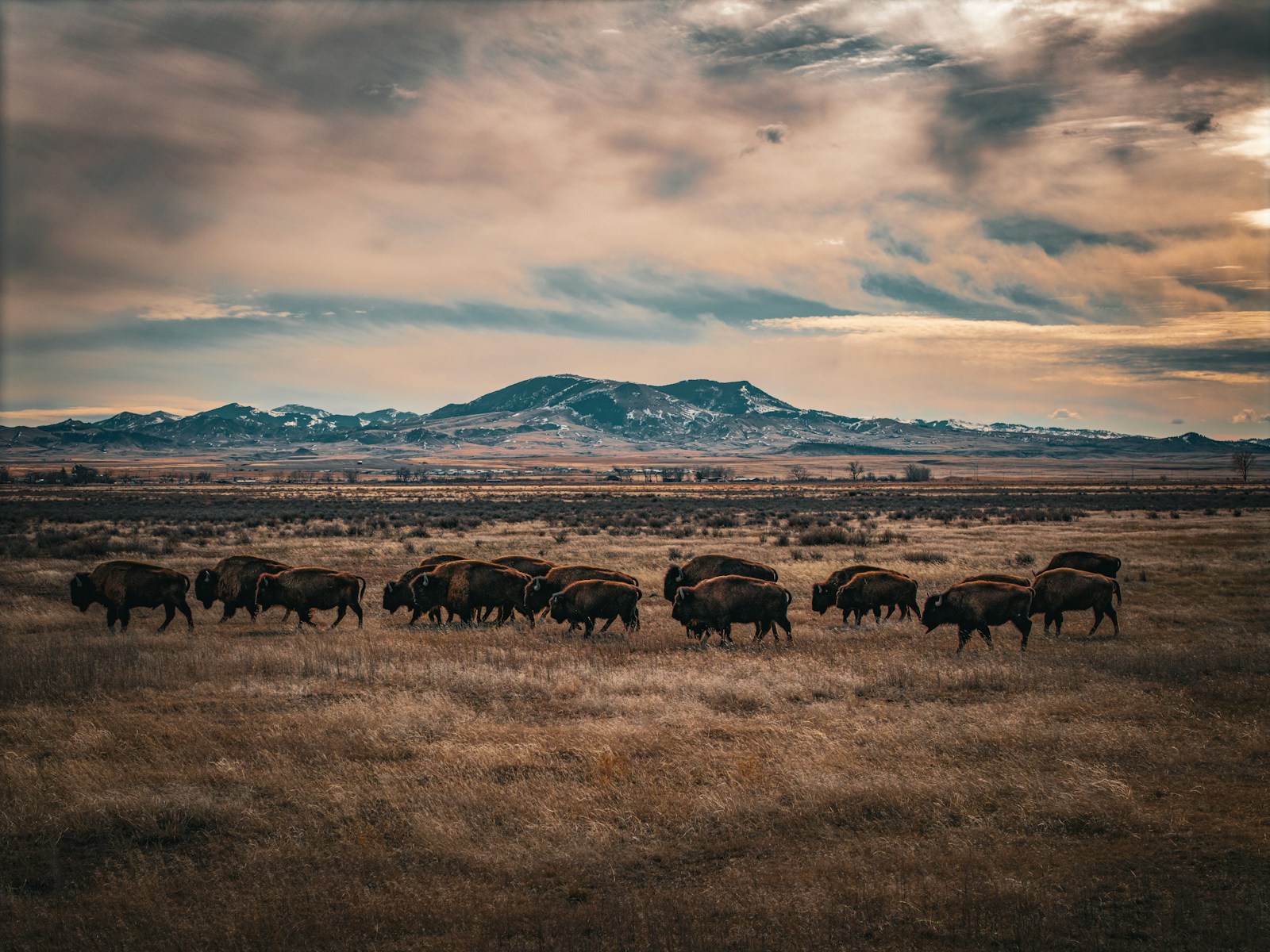 taiki-ishikawa-w6EMxsk8CDA-unsplash A herd of bison roams across a wide plain.