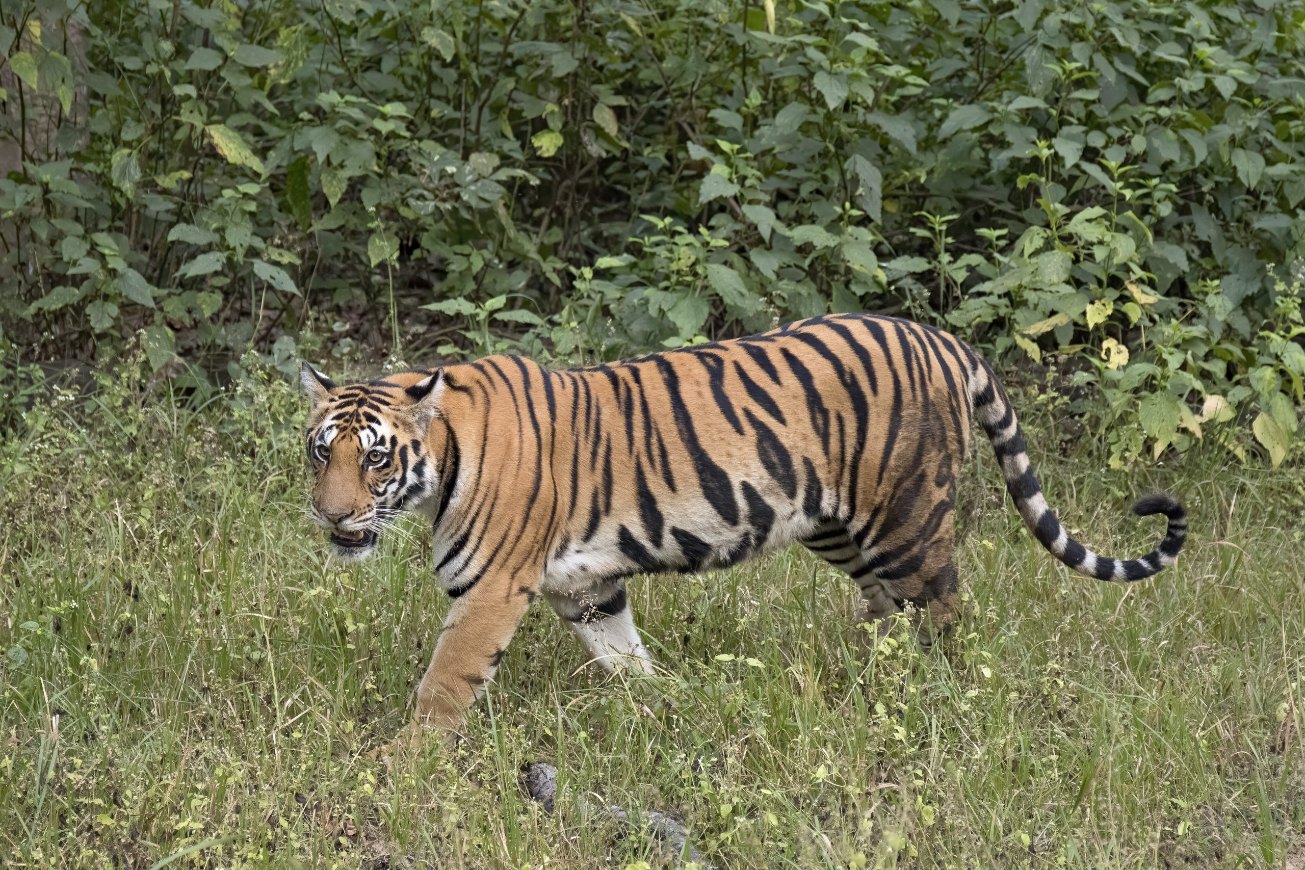 Bengal Tiger