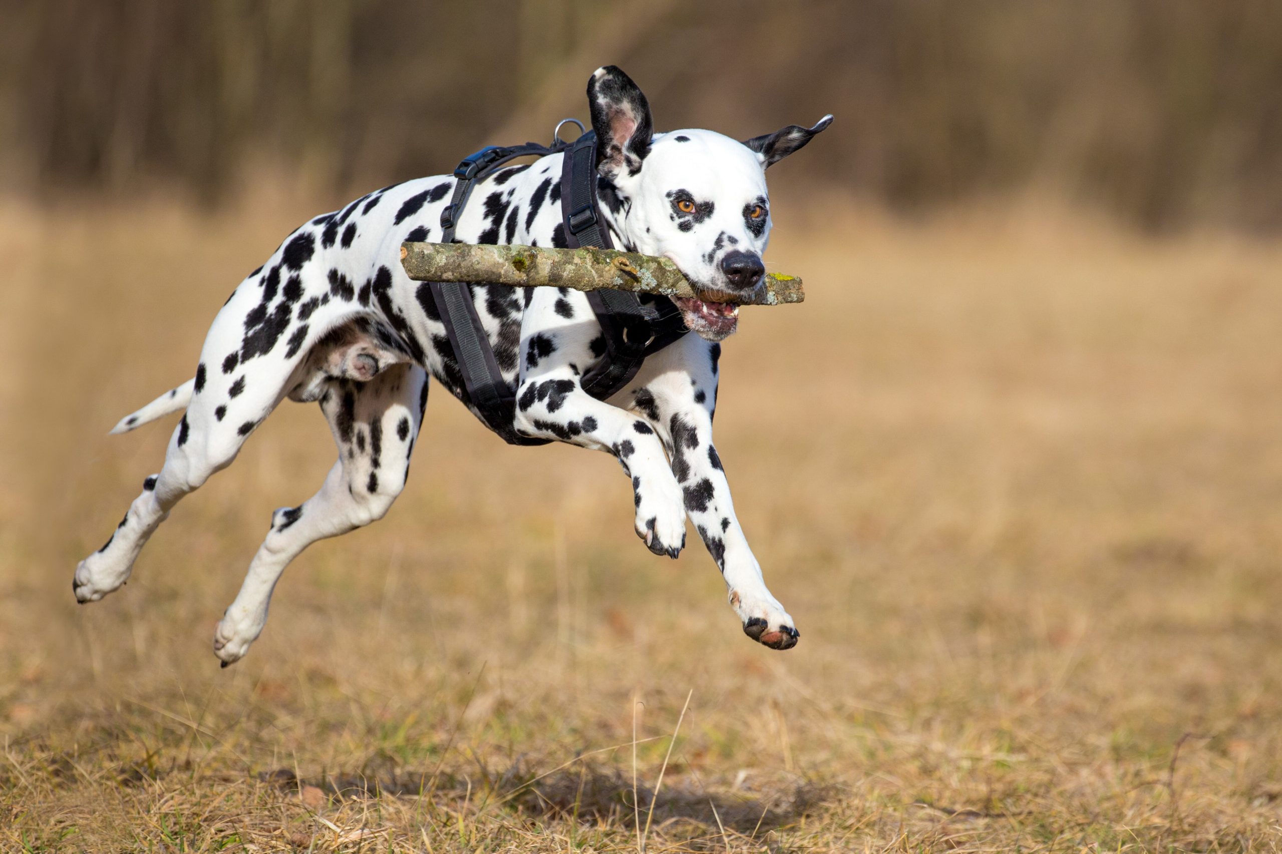 Dalmatian