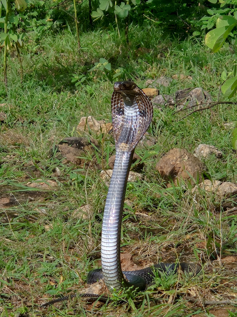 king cobra