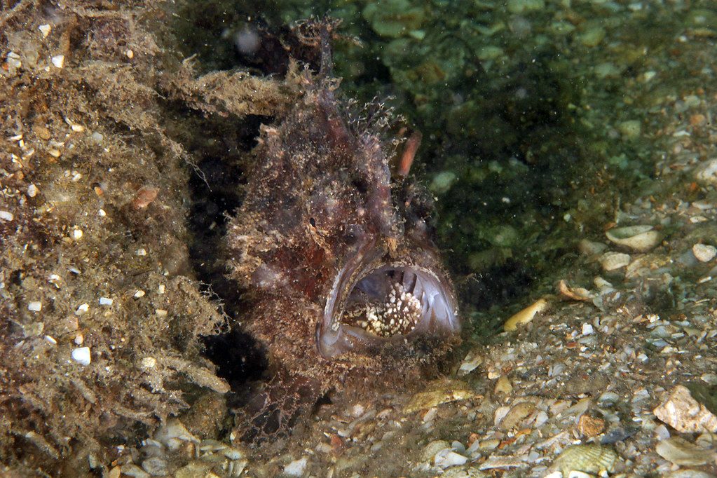Striated Frogfish