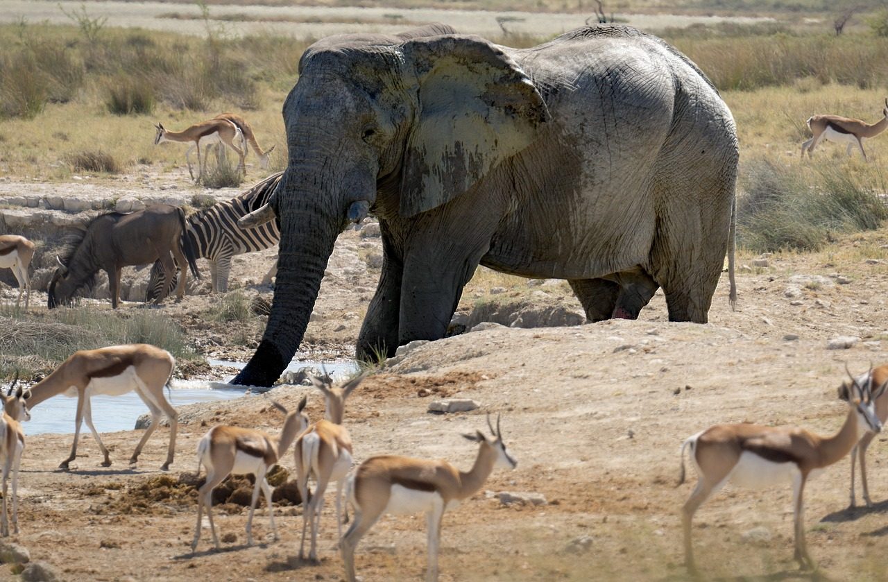 elephant, gazelle, animals, nature, wild life, zebra, watering hole, namibia, national park, africa