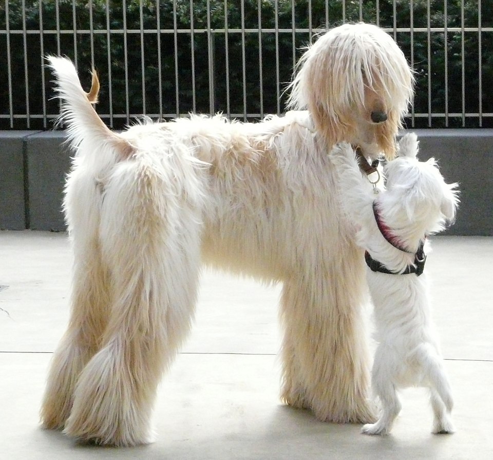 Afghan Hound
