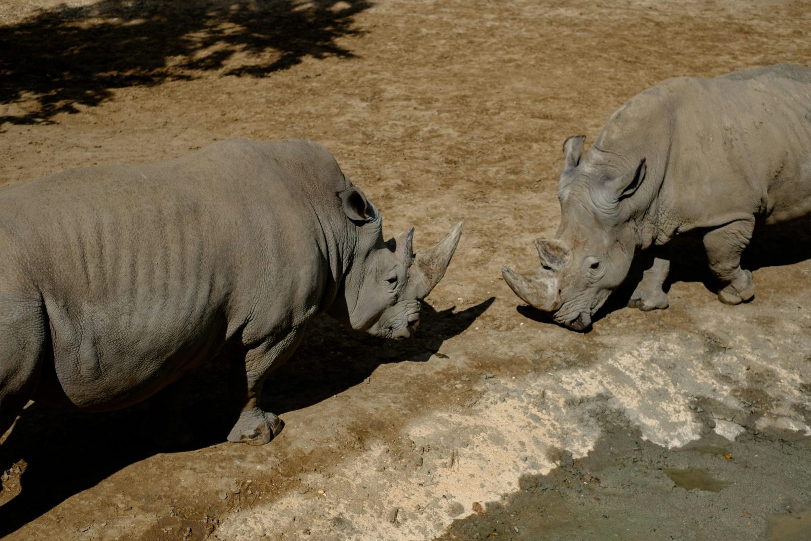 Two rhinoceroses interacting in a dry, outdoor setting, showcasing wildlife.