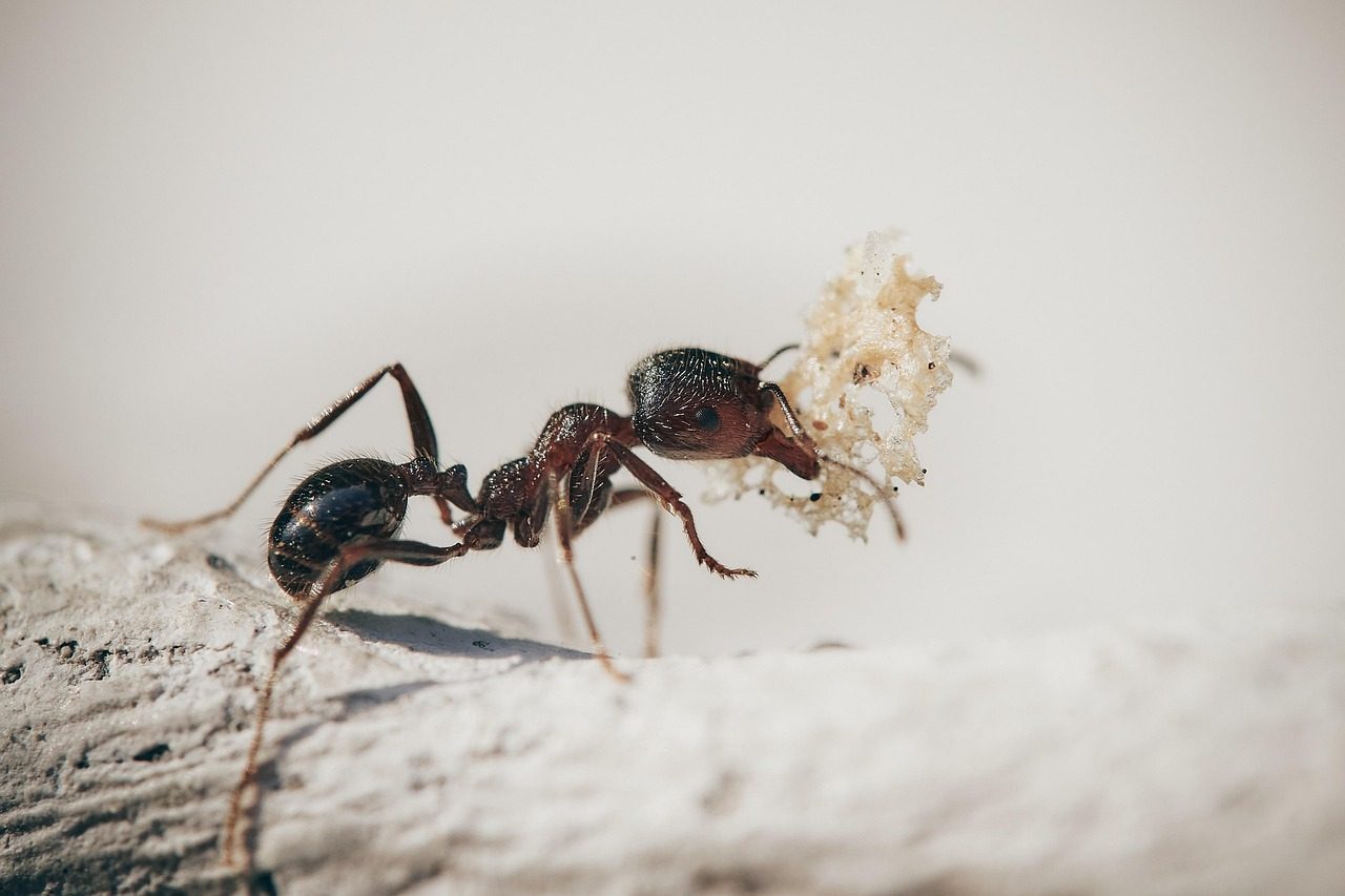Trap-Jaw Ant