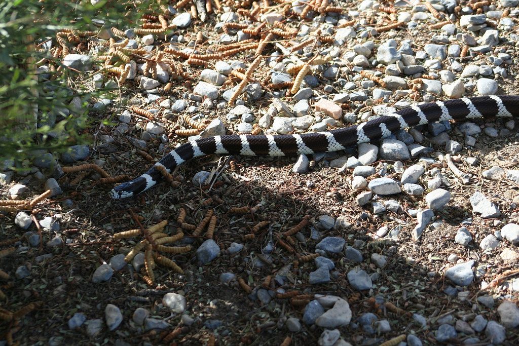 California kingsnake sideview