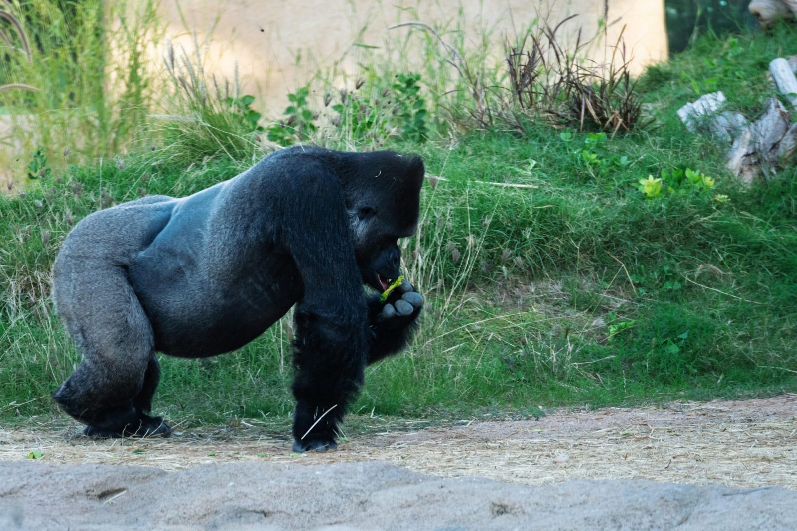 Silverback Gorilla