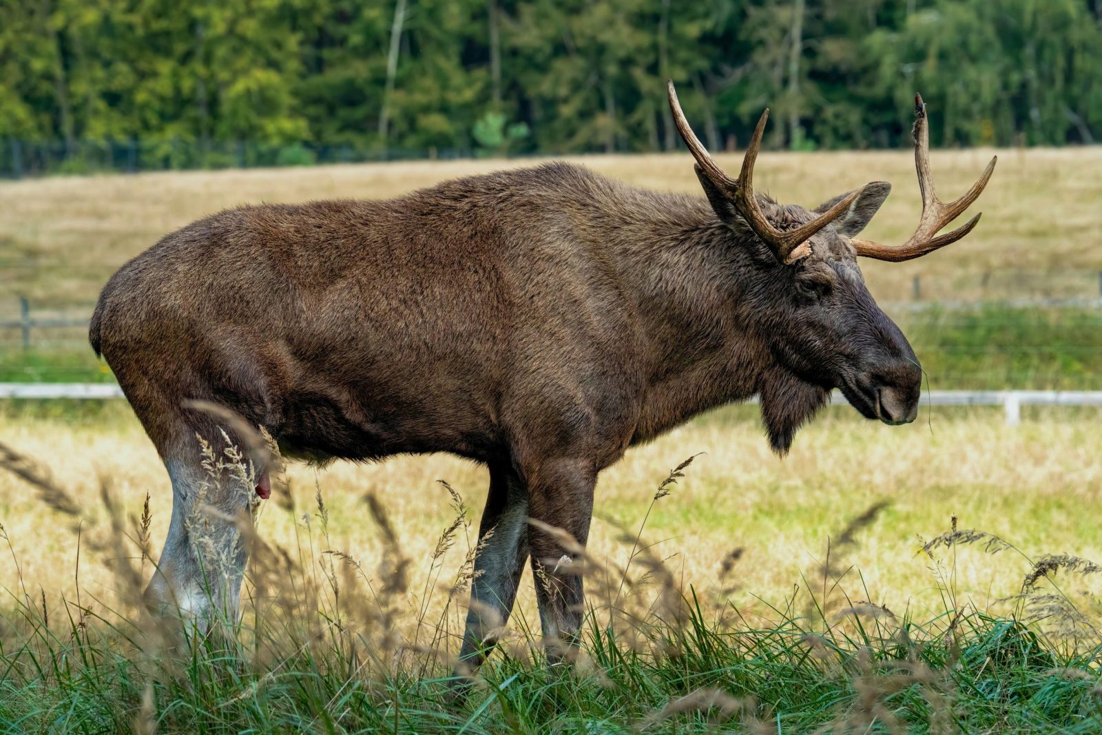 A bull moose with antlers stands in a grassy meadow with a forest background, showcasing its wild habitat.
