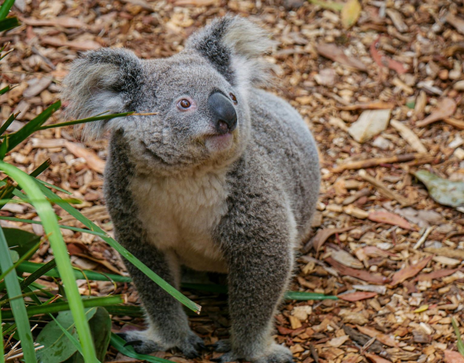 Charming koala sitting outdoors in Australia surrounded by natural habitat.