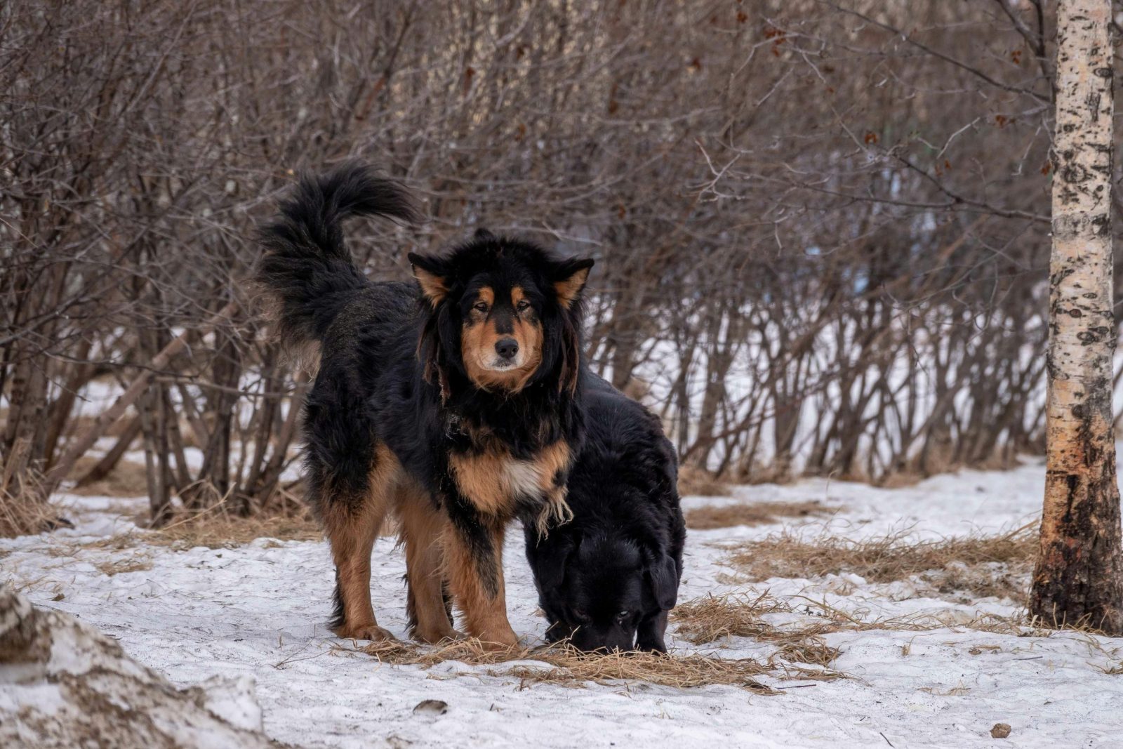 Tibetan Mastiff