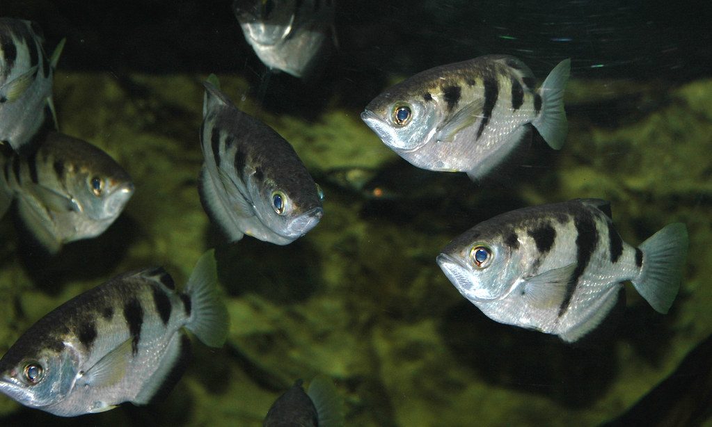 Archerfish