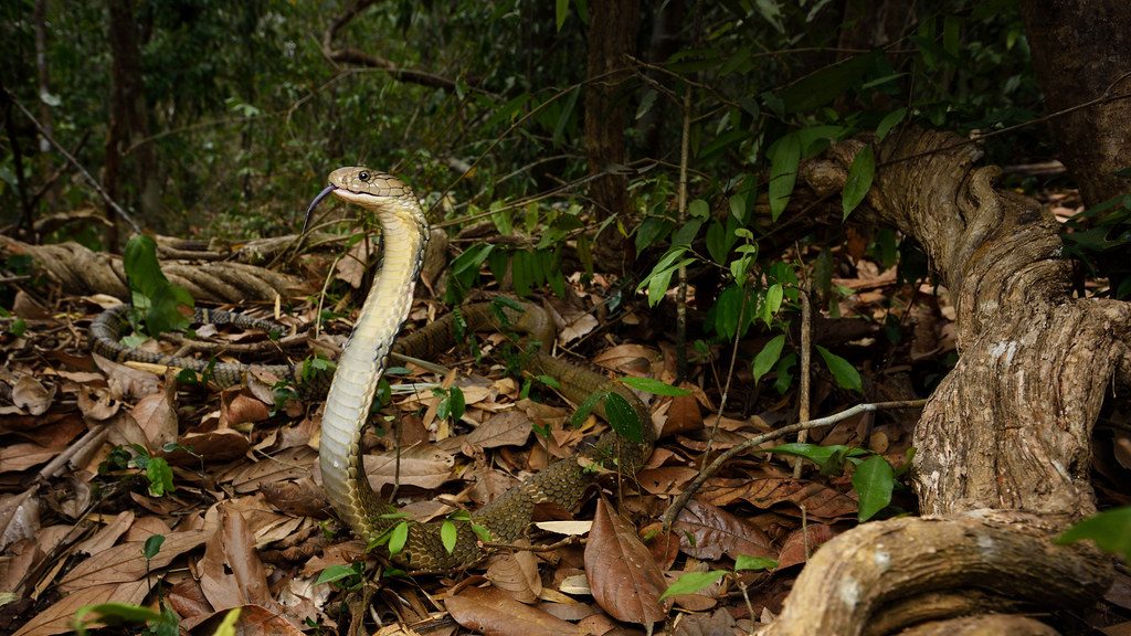 King Cobra, Ophiophagus hannah in Kaeng Krachan national park