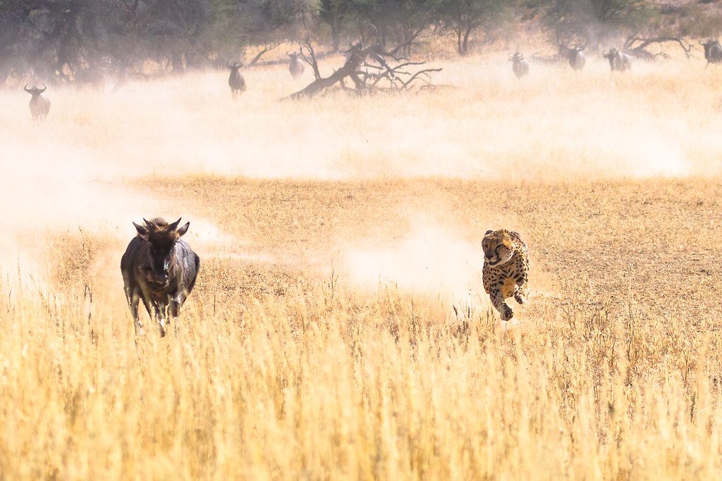 taiki-ishikawa-w6EMxsk8CDA-unsplash Cheetah Attacking a Buffalo