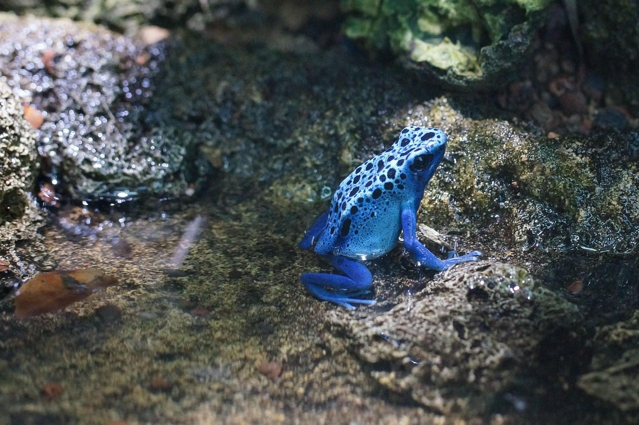 poison dart frog, amphibian, small, poison dart frog, poison dart frog, poison dart frog, poison dart frog, poison dart frog, amphibian