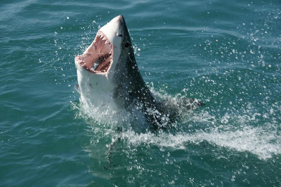 taiki-ishikawa-w6EMxsk8CDA-unsplash Great White Shark in South Africa