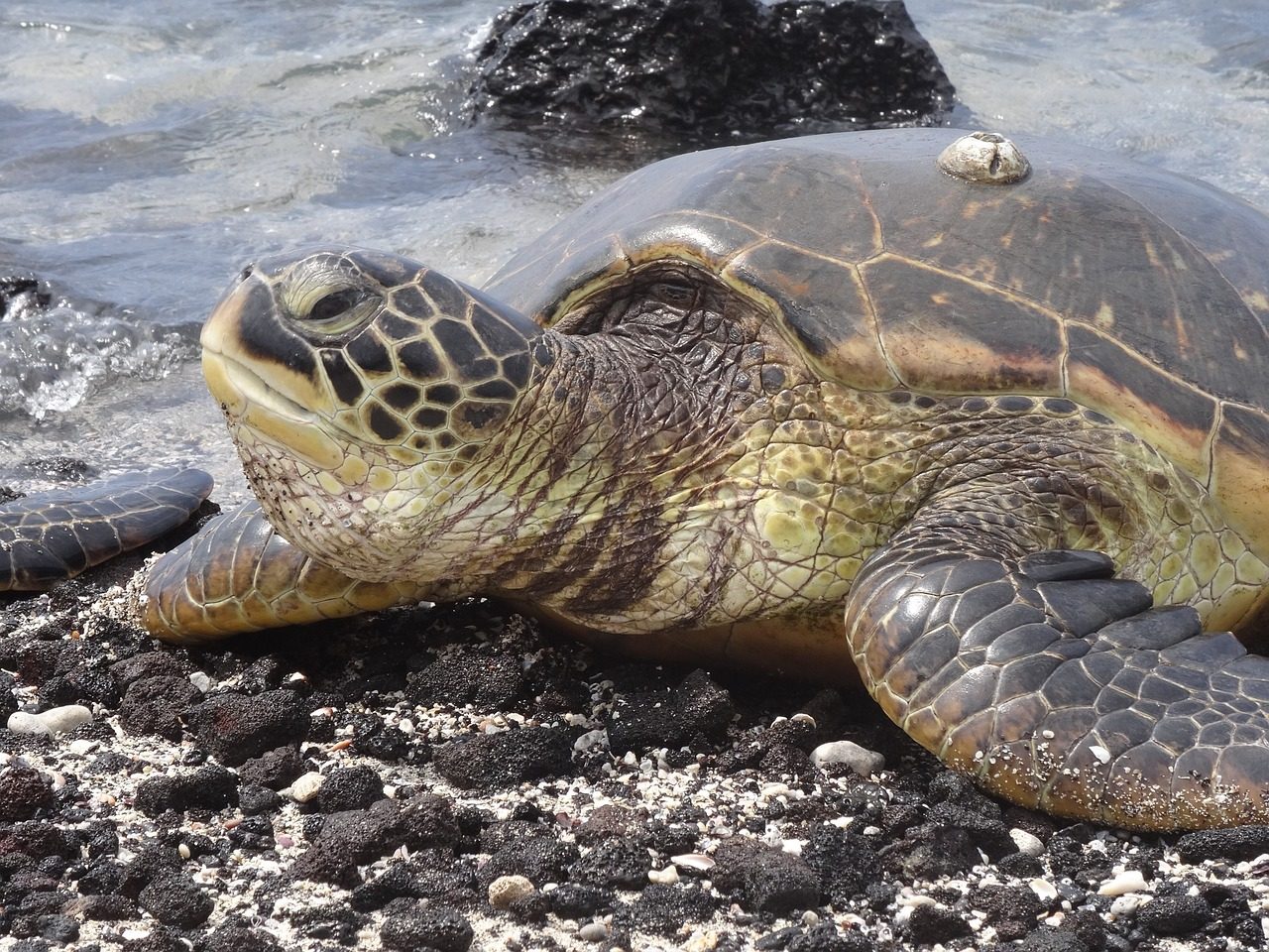 Pinta Island Tortoise
