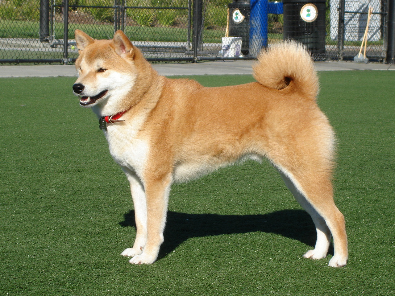 shiba inu