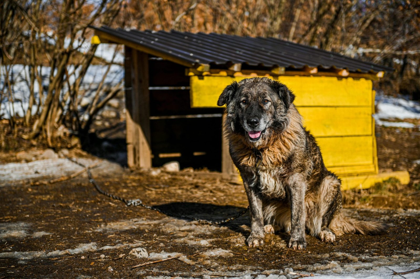 Caucasian Shepherd Dog sits beside a rustic wooden kennel on a sunny winter day.
