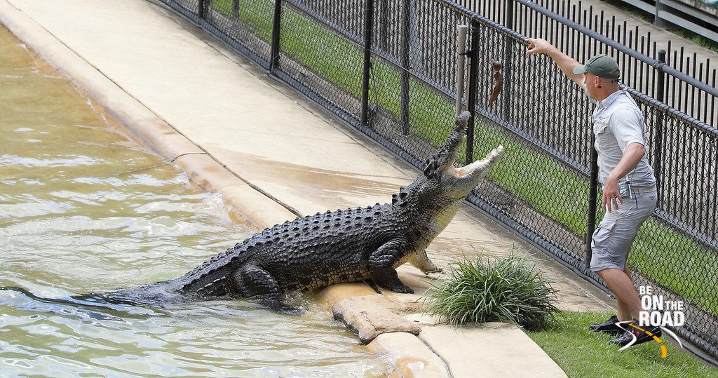 Feeding of Saltwater Crocodiles at Australia Zoo