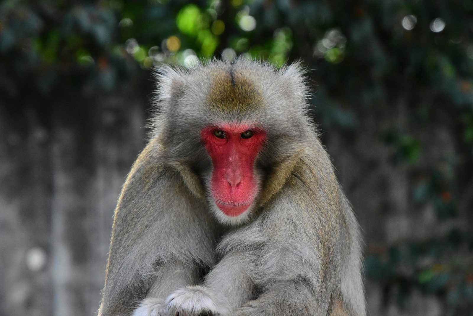 A striking close-up of a Japanese macaque monkey with vibrant red face in nature.