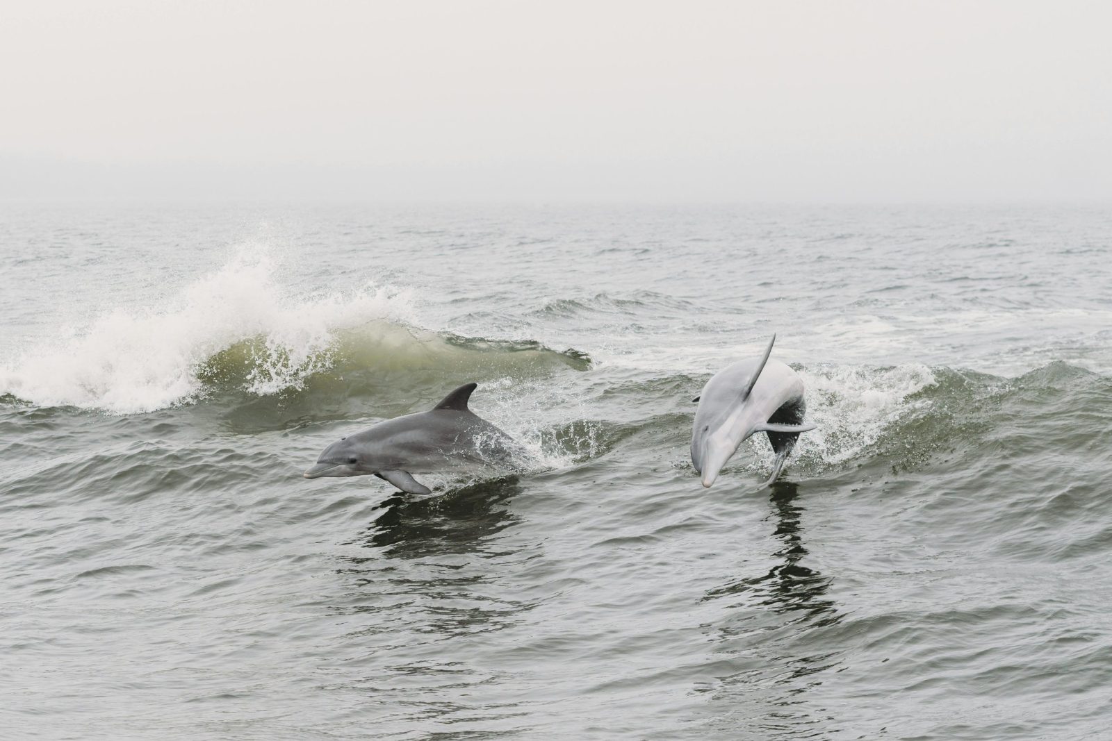 Playful dolphins leap through ocean waves at Orange Beach, Alabama.