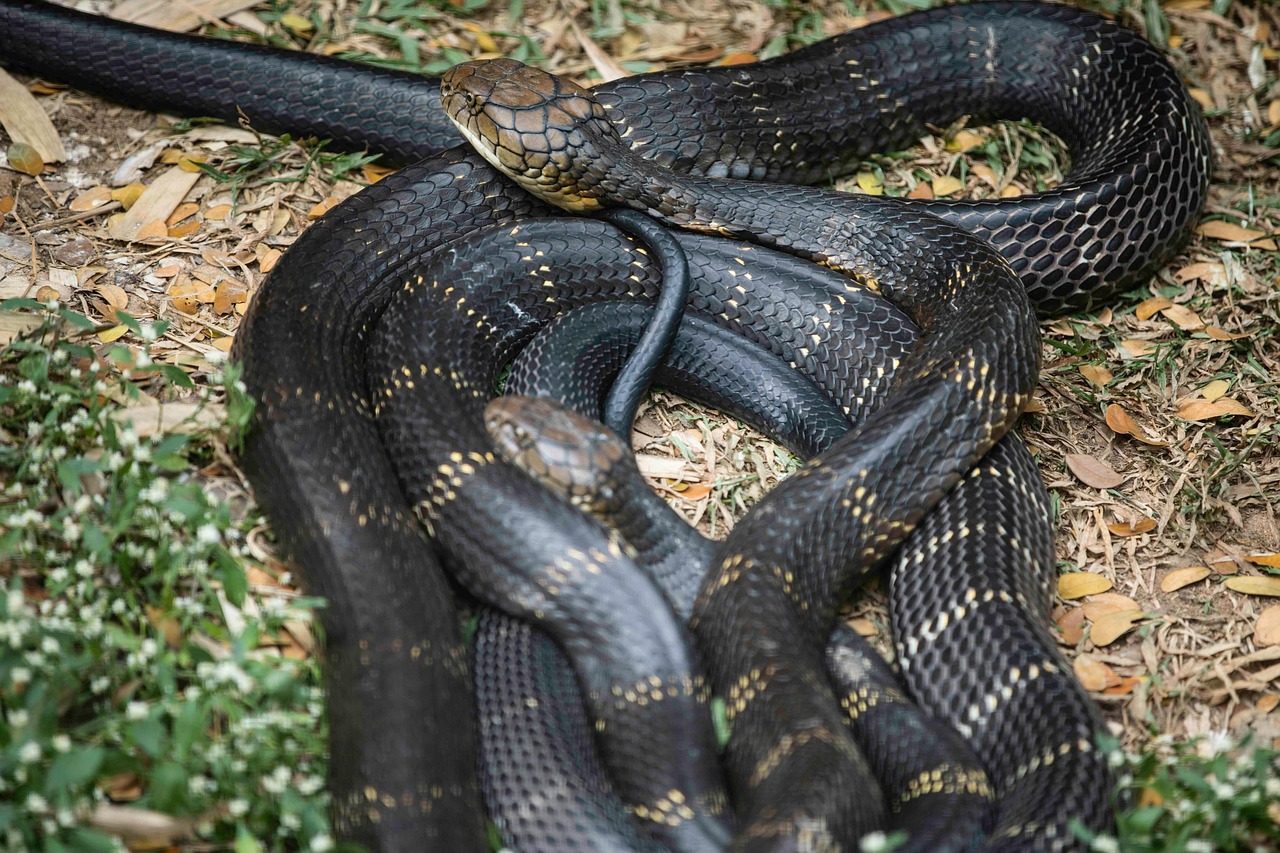 black cobra, cobra, snake, nature, reptiles, wild animal, wildlife, wild, animal