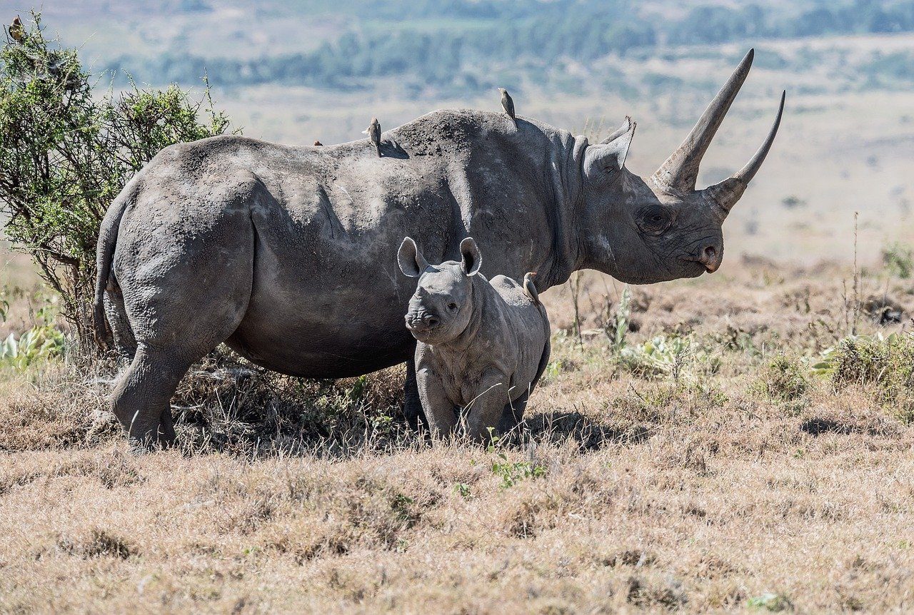 Western Black Rhinoceros