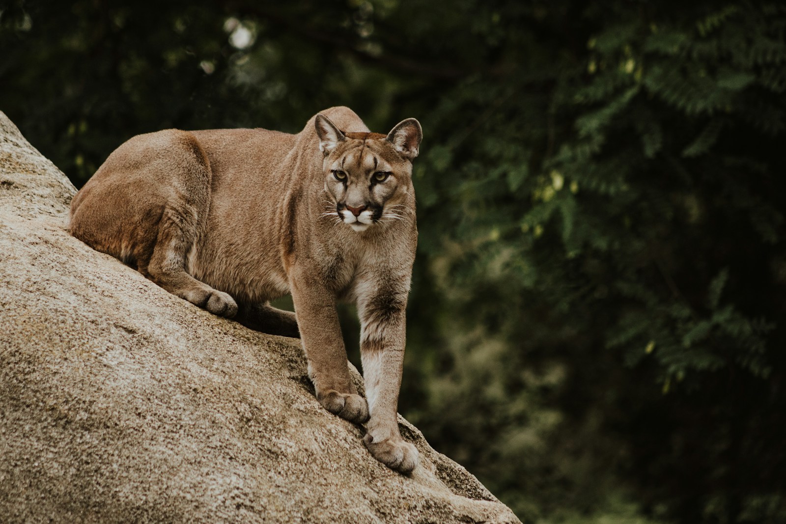 taiki-ishikawa-w6EMxsk8CDA-unsplash cougar on brown rock formation