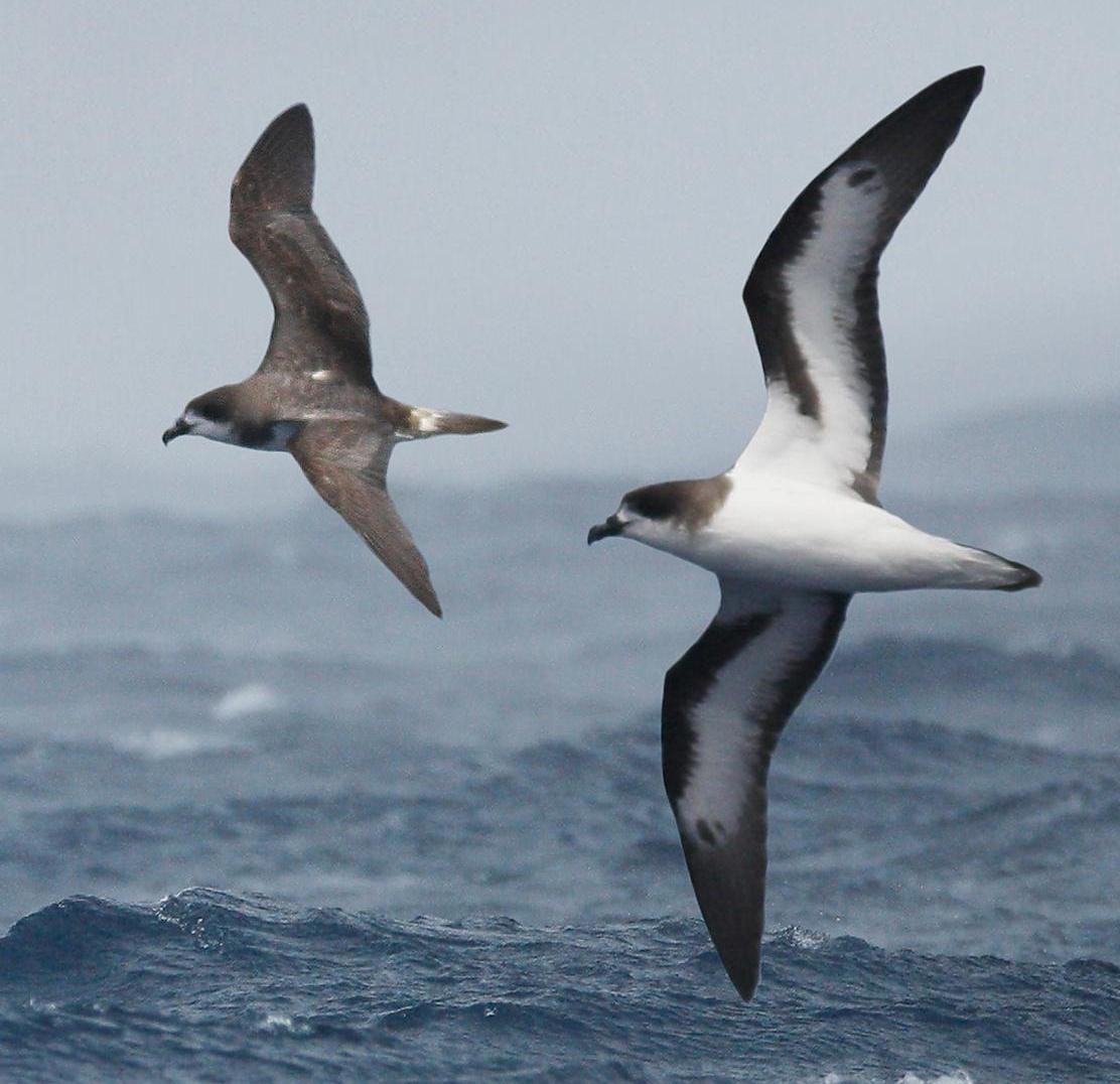 Bermuda Petrel From The Crossley ID Guide Eastern Birds, crop