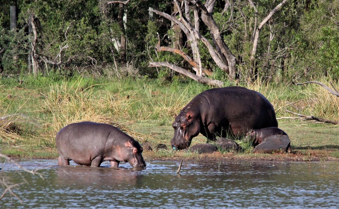 African Hippopotamus