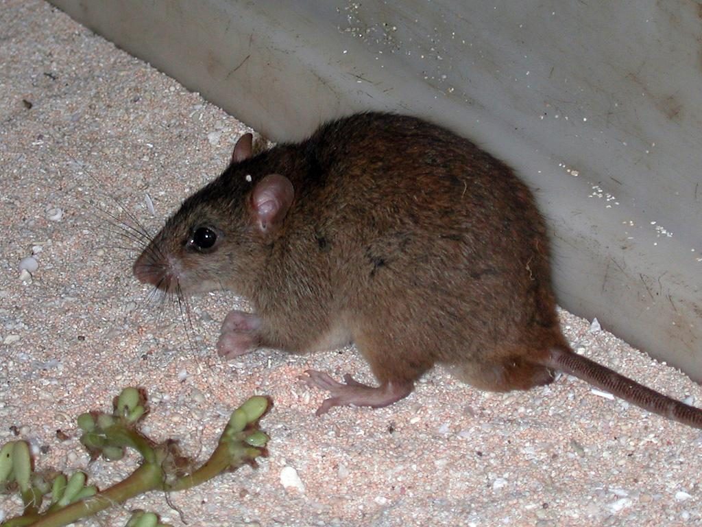 Bramble Cay Melomys