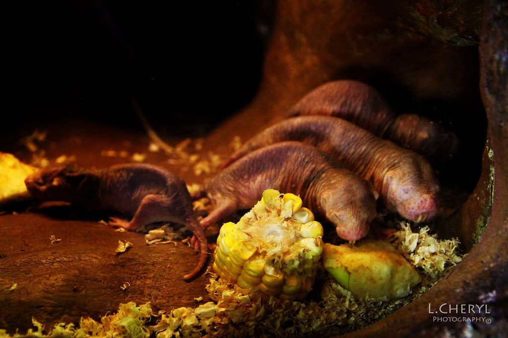 Naked Mole Rats Underground