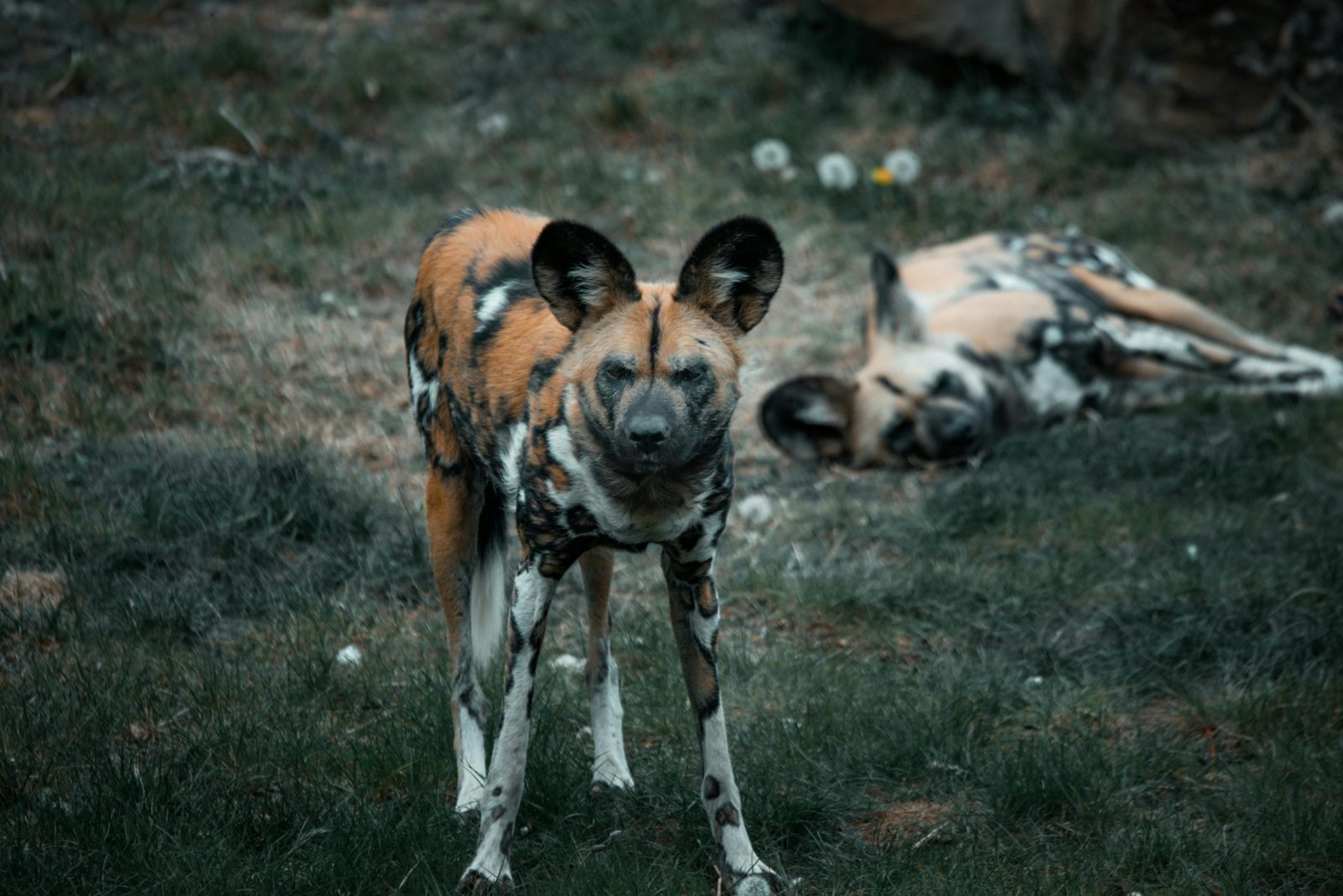 Close-up of African wild dogs resting in a grassy field, capturing their unique patterns.
