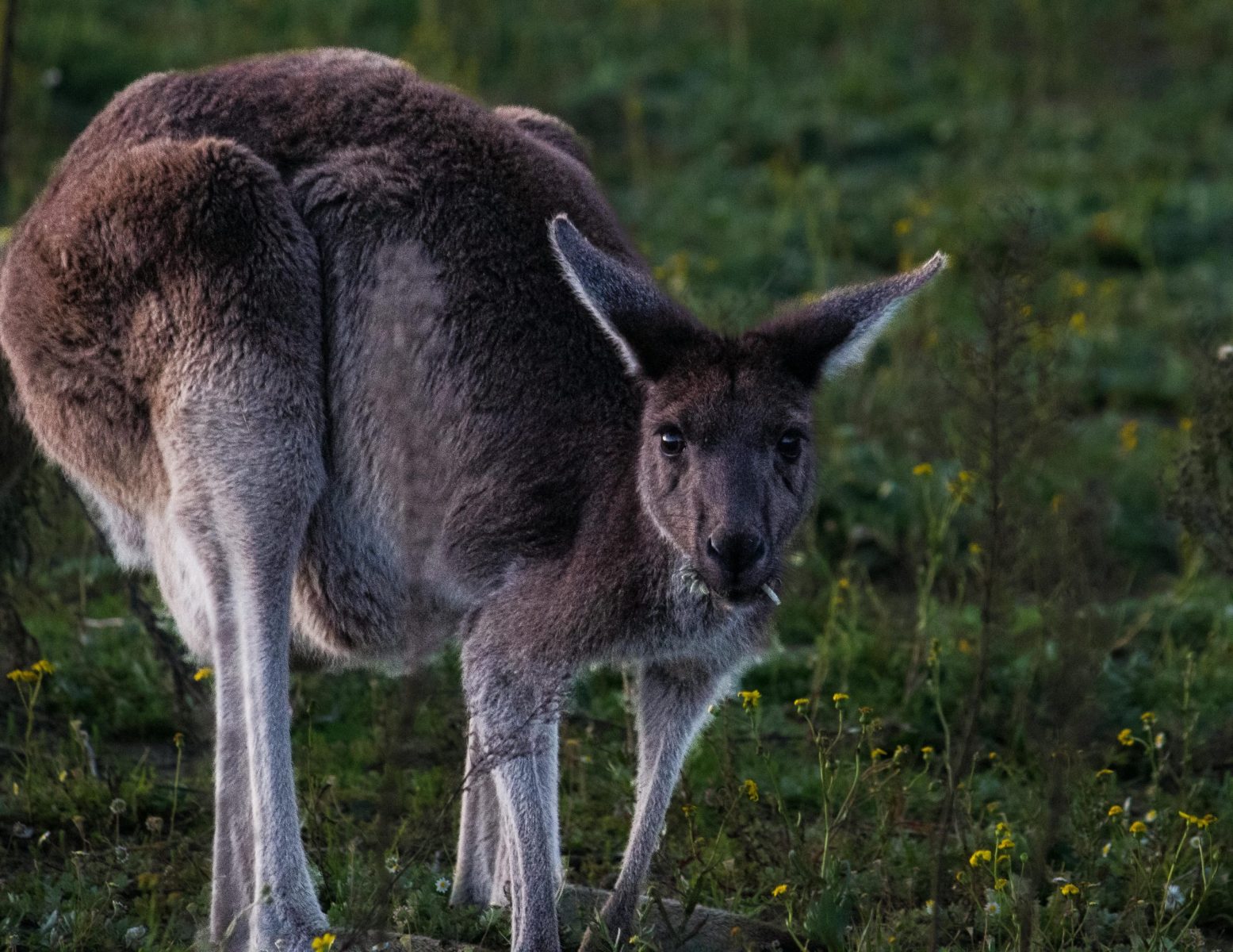 Close-up of a kangaroo grazing in a grassy field, showcasing wildlife in Australia.