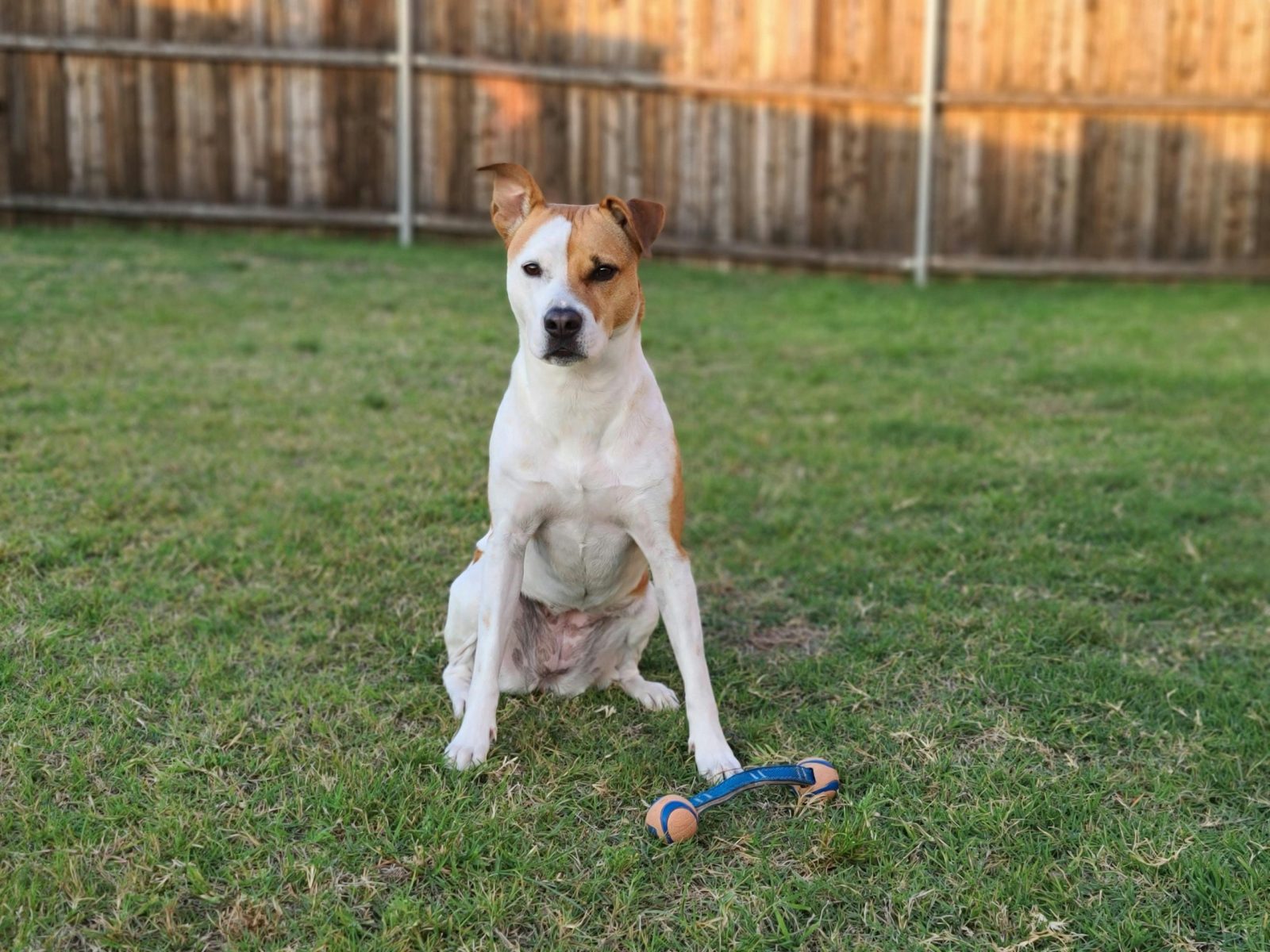 Cute pit bull terrier sitting on grass with toy in backyard, attentive expression.
