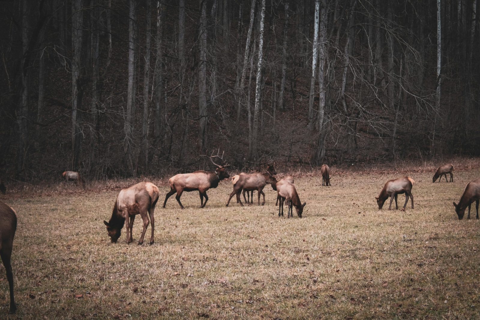 A group of elk grazing in a tranquil forest setting in the Smoky Mountains.