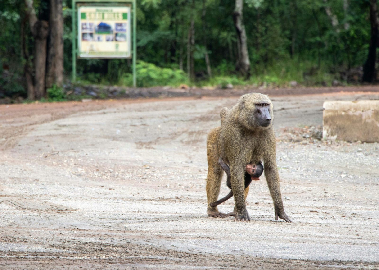An olive baboon carrying its baby while walking through a forest clearing.