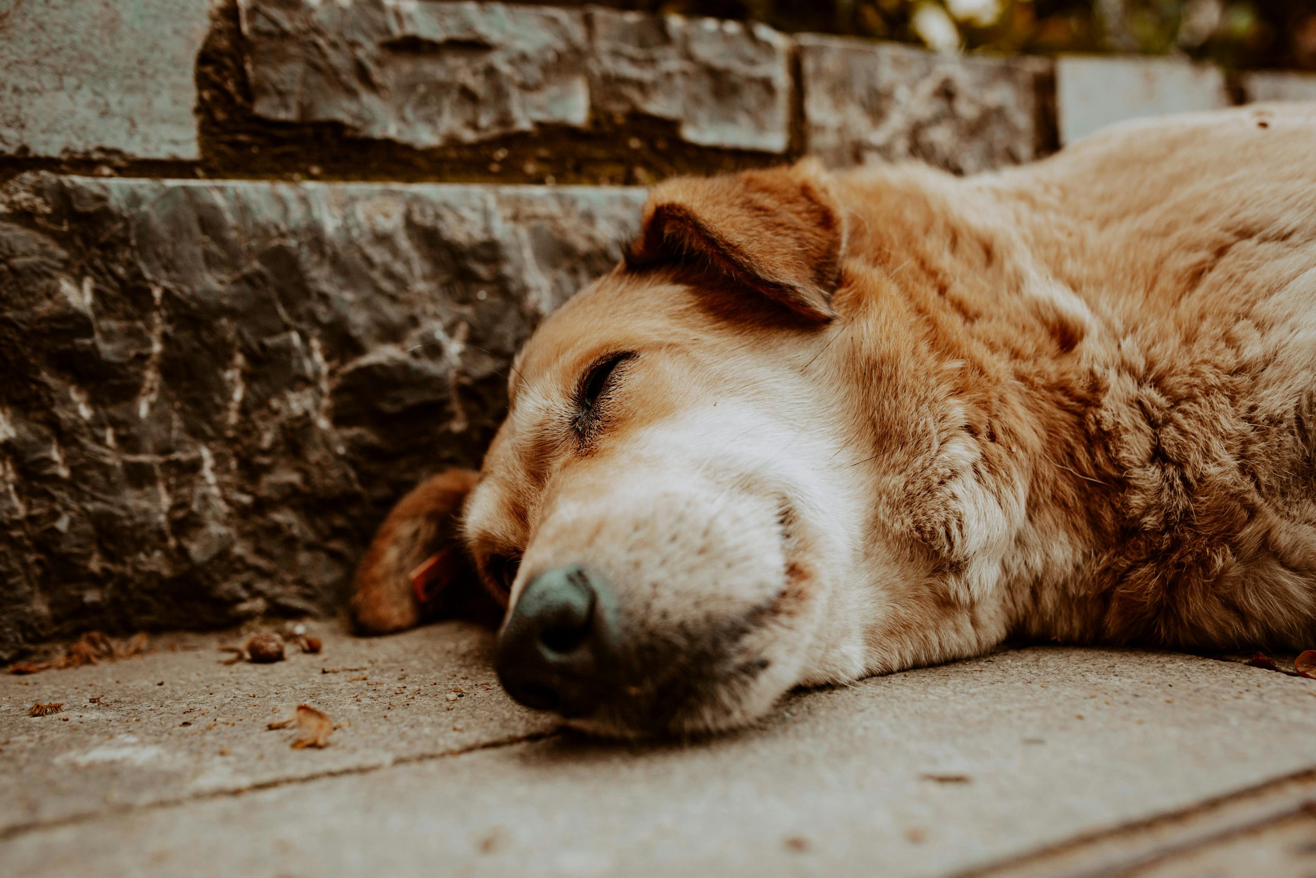 taiki-ishikawa-w6EMxsk8CDA-unsplash