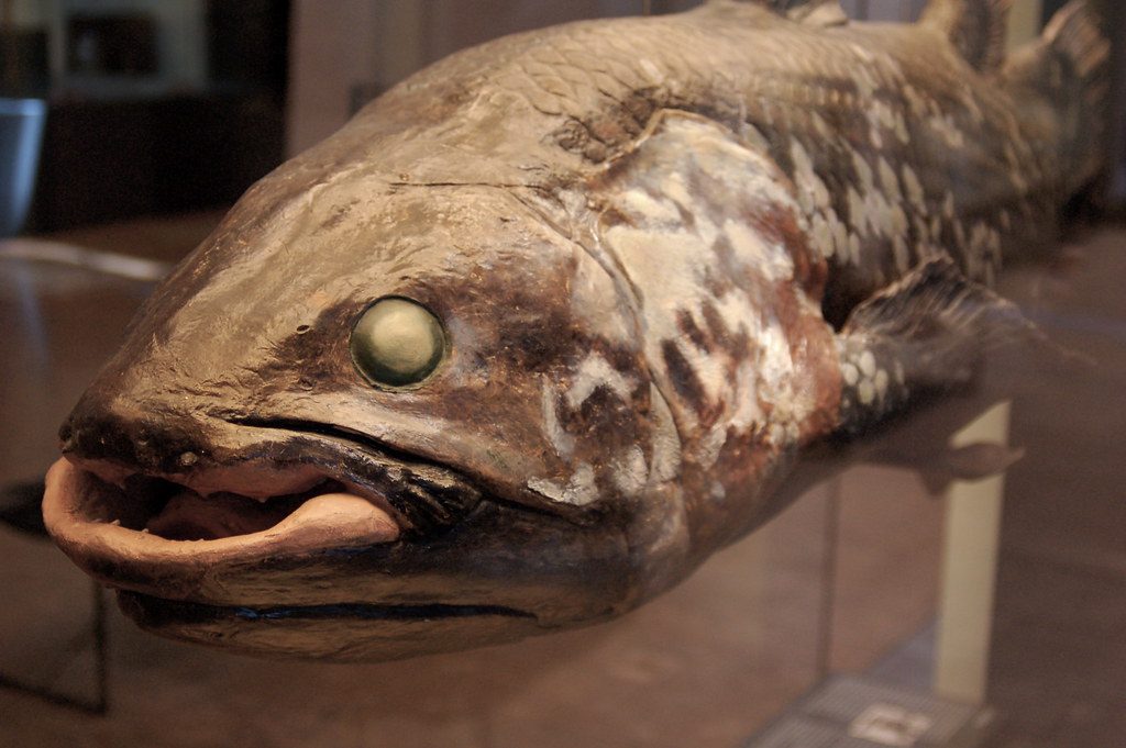 Coelacanth
