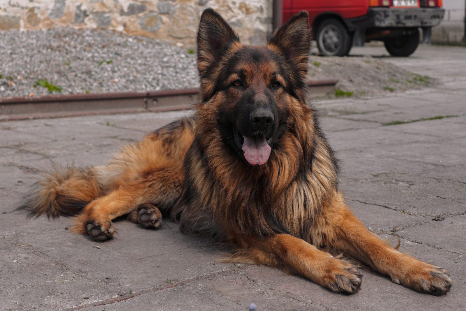 A beautiful German Shepherd resting on a paved surface outdoors, exuding loyalty and calmness.