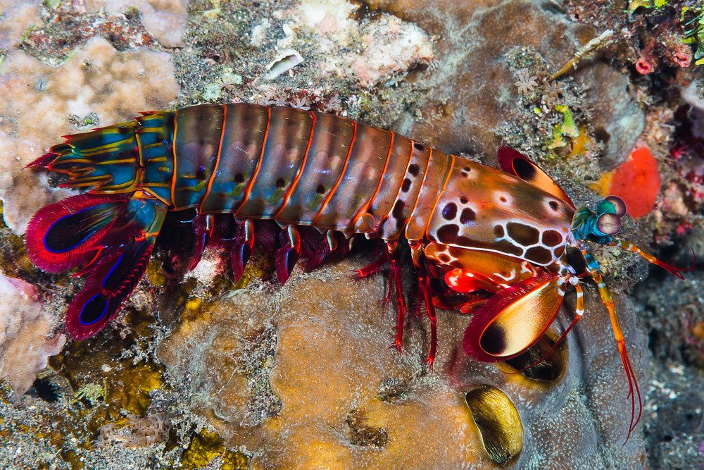 Peacock Mantis Shrimp, male - Odontodactylus scyllarus
