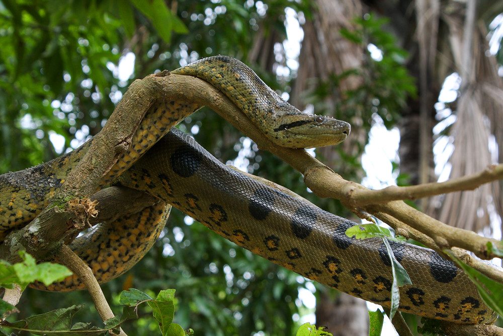 Green Anaconda (Eunectes murinus)