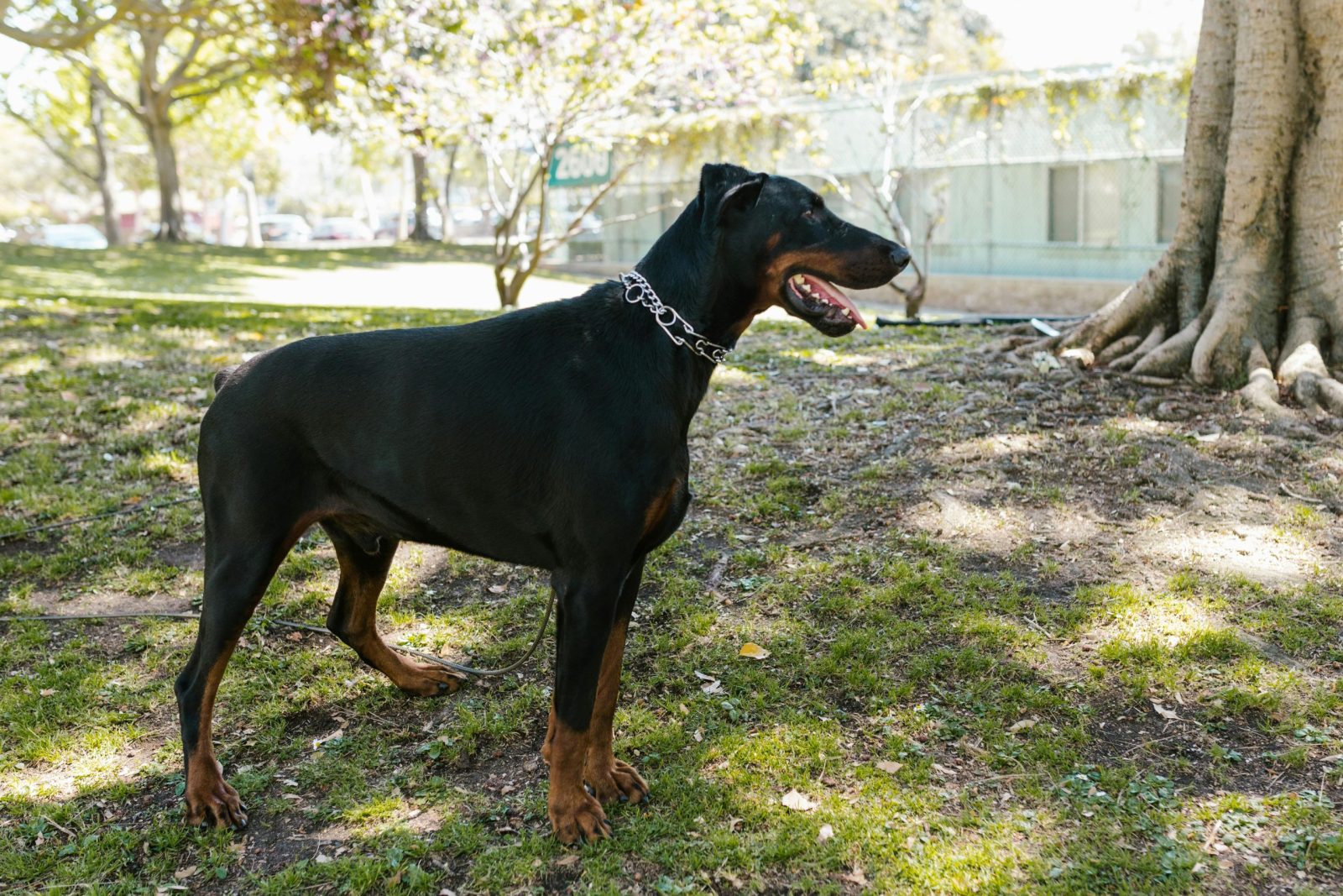 A majestic Doberman stands attentively in a lush park under dappled sunlight.