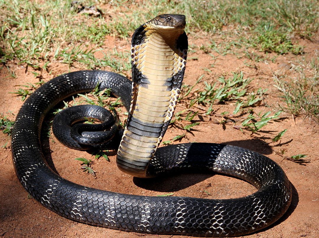 12 - The Mystical King Cobra and Coffee Forests